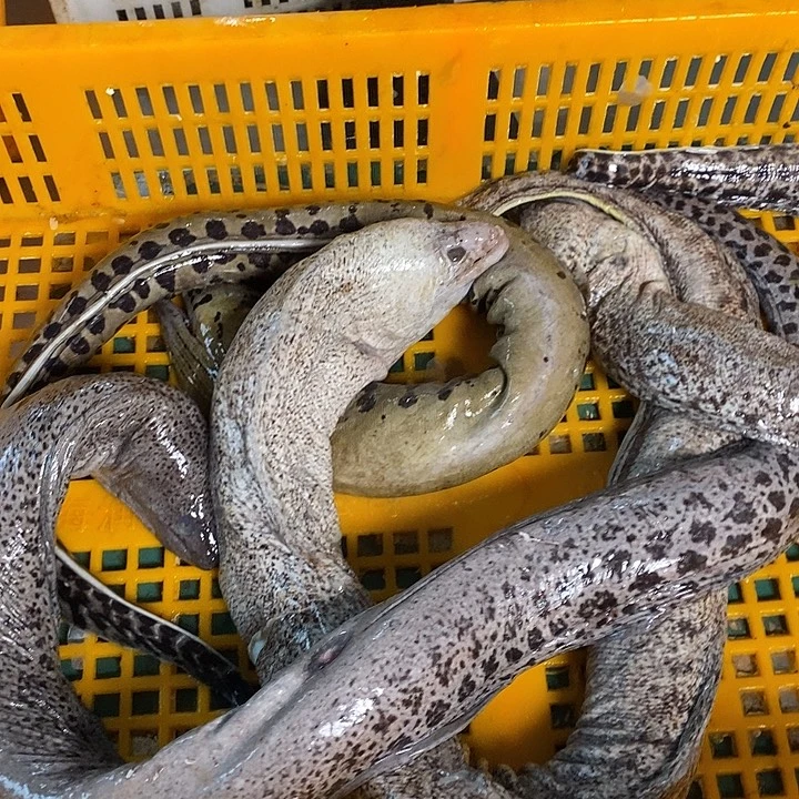 中国大陆虎鳗包邮