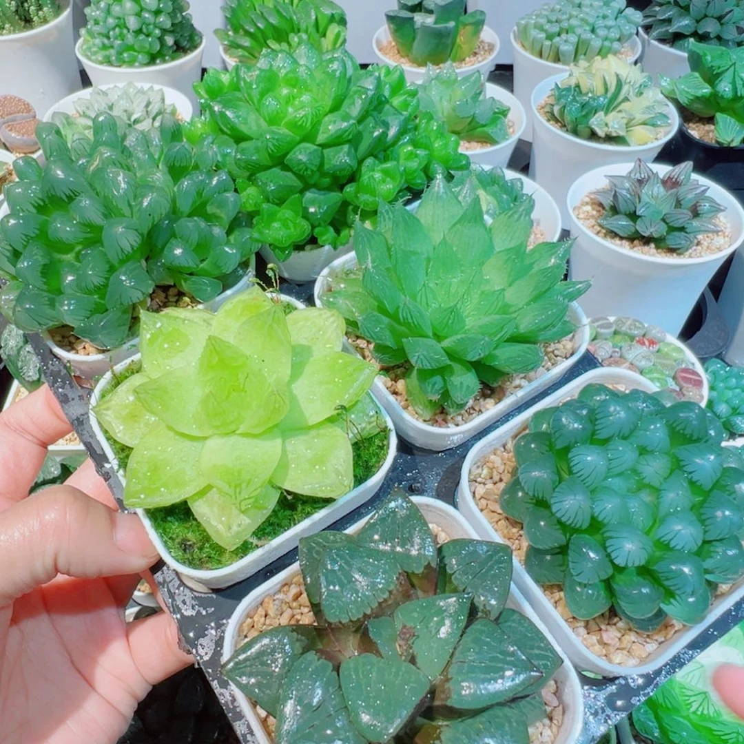 玉露六件套多肉多肉