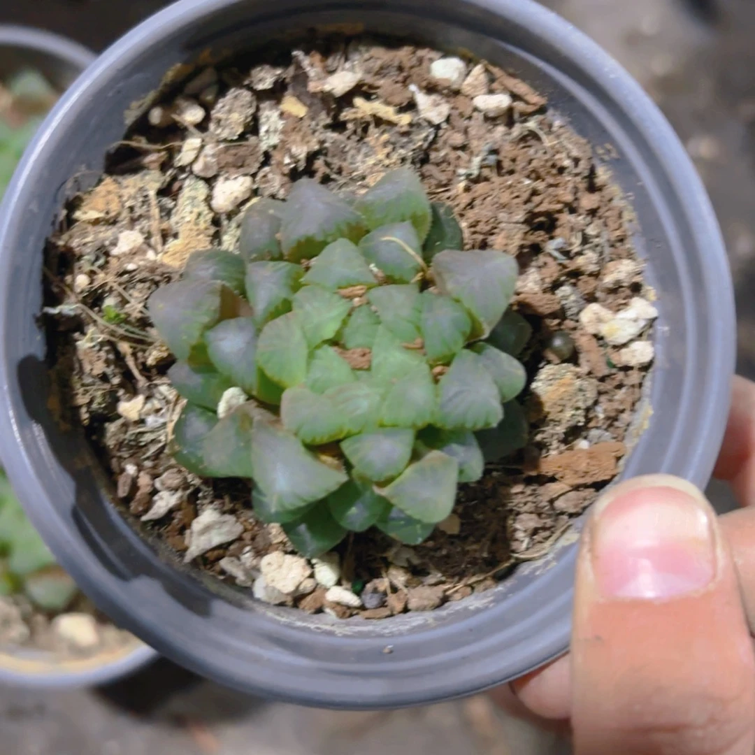 冰灯9cm新疆包邮新疆包邮