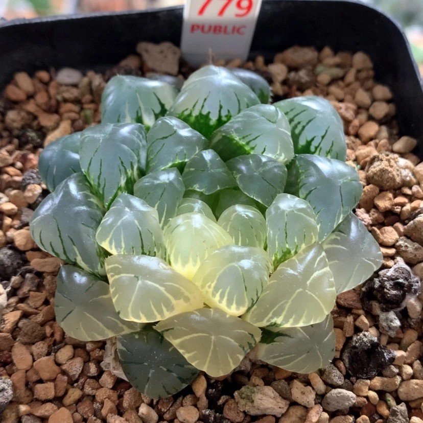 【闪购商品】779实生玉露