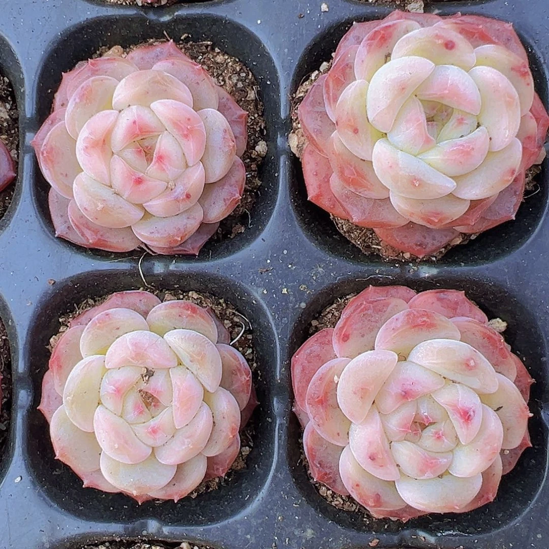 朱砂珍妮3颗19包邮多肉