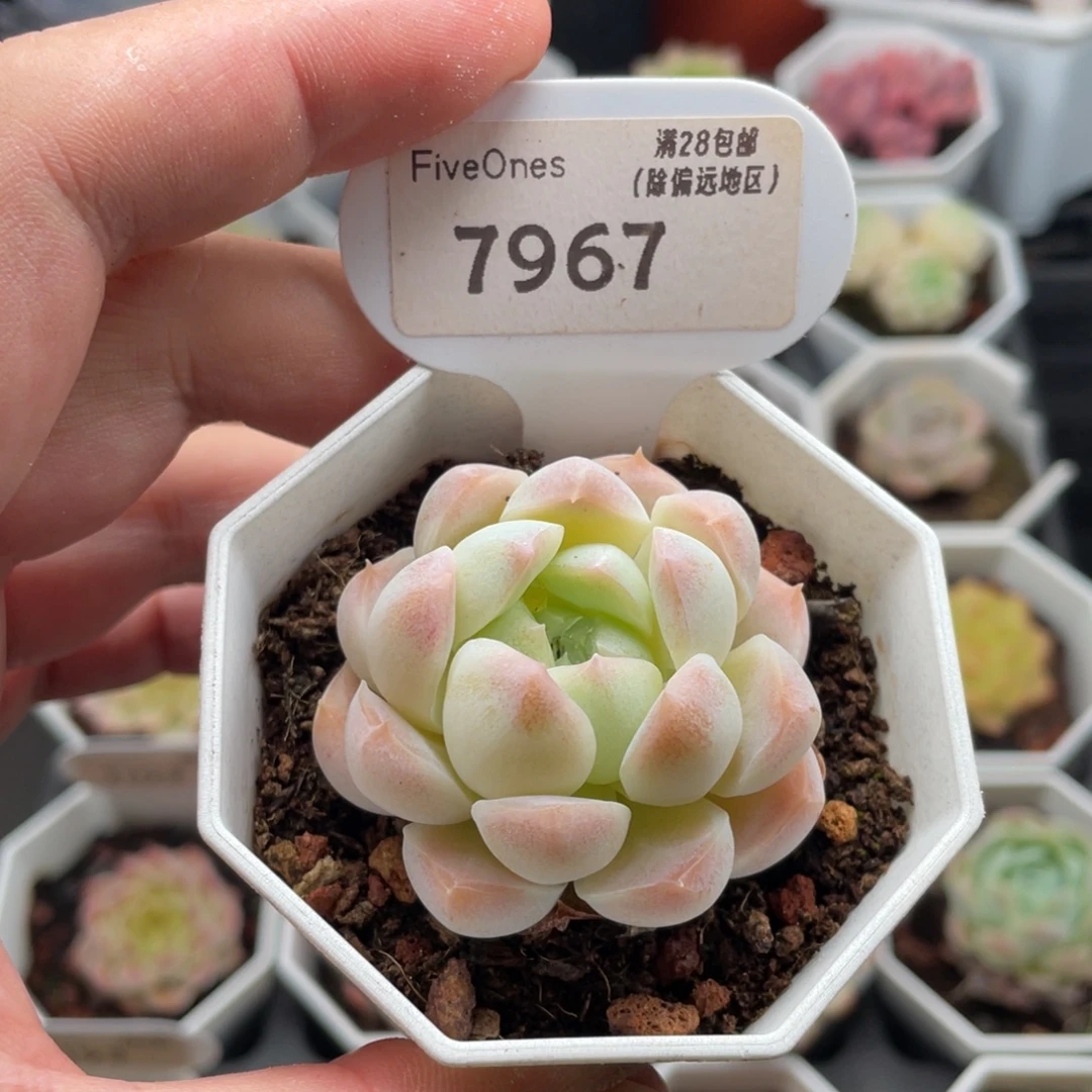 白桃汽水7967-4.5厘米