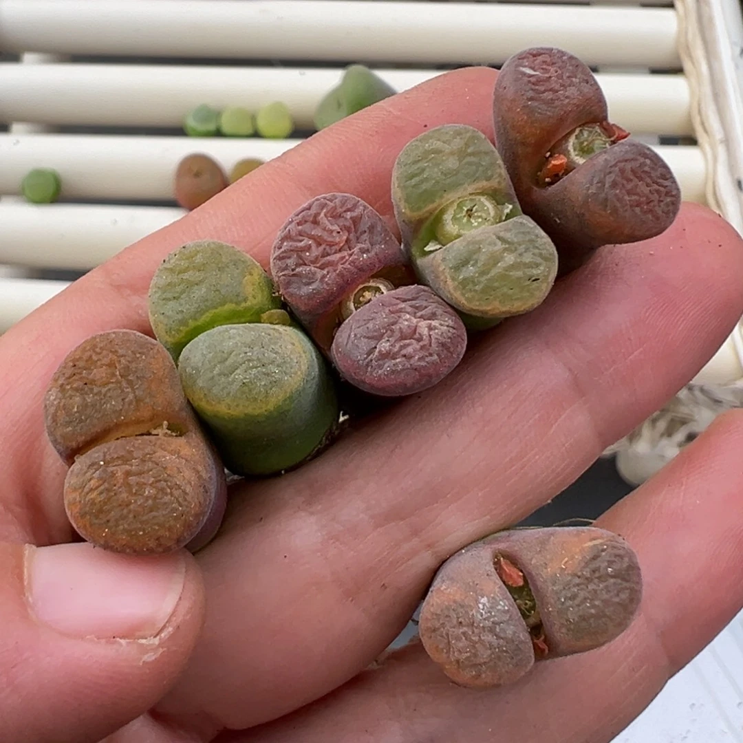 1.4好看的多肉脱土发货377