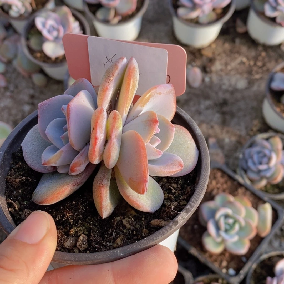 浮****T奶茶多肉11111111