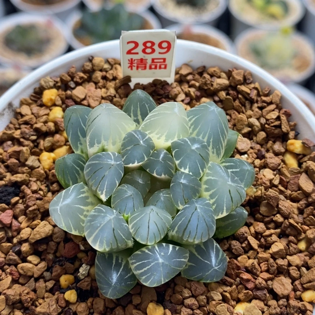 289白糊班霓虹灯十二卷