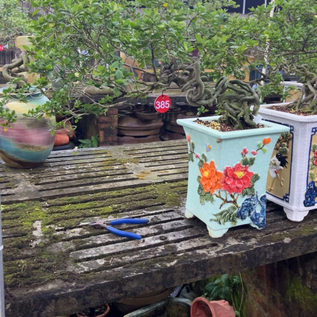 荣***哥无花朵栀子花盆景老桩