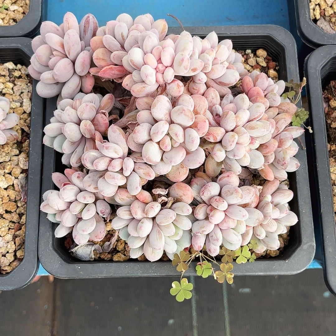 小****香香雪群生无砍的