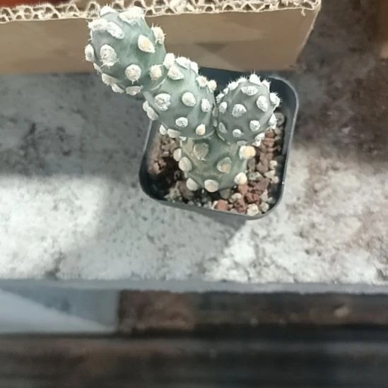 花花世界迷人眼球球好养活