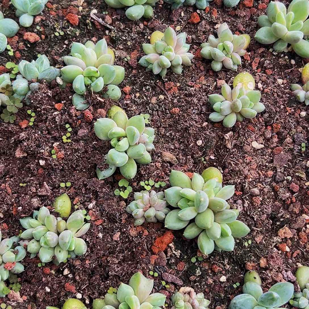 15颗美人系列多肉植物