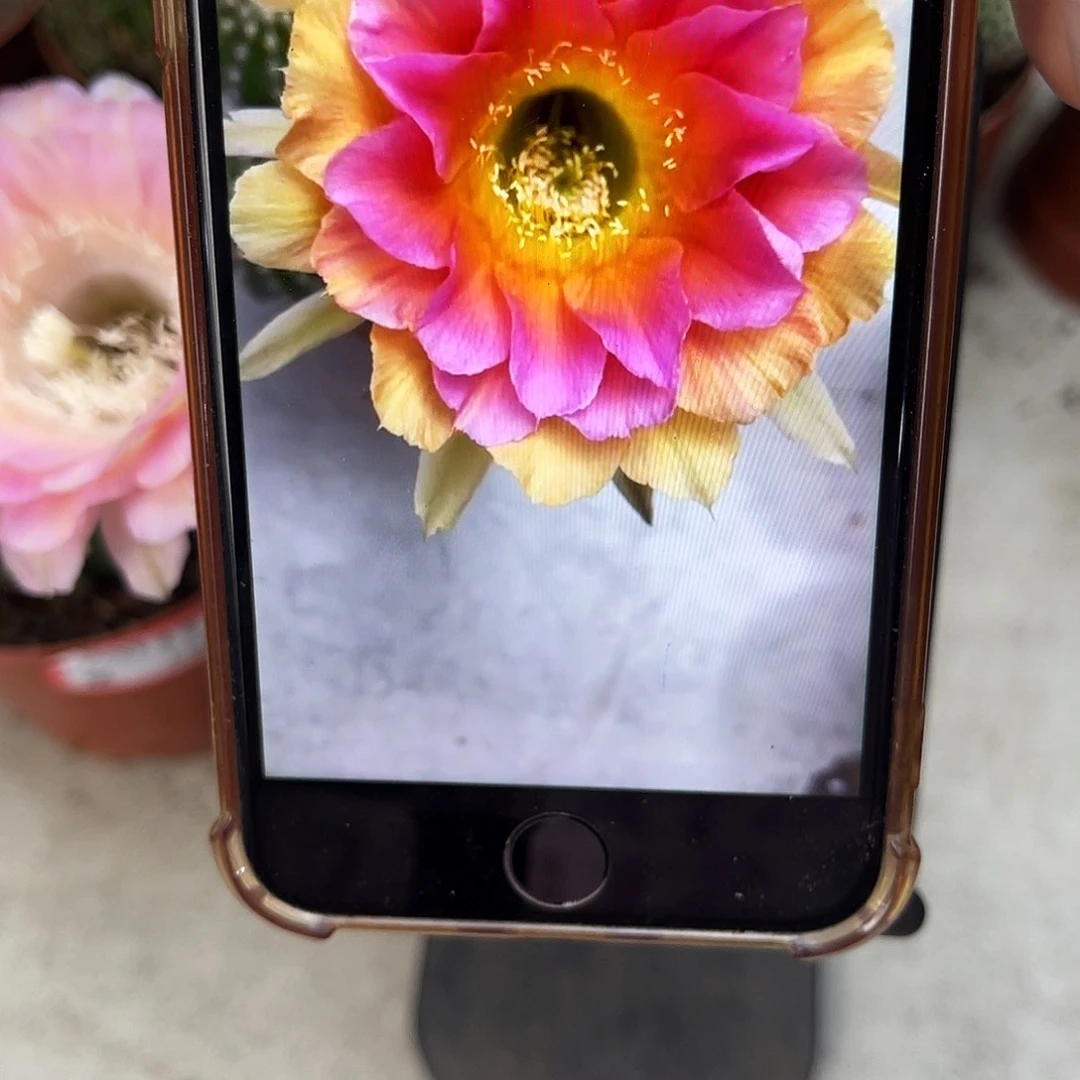 金刚3号群仙人球脱土