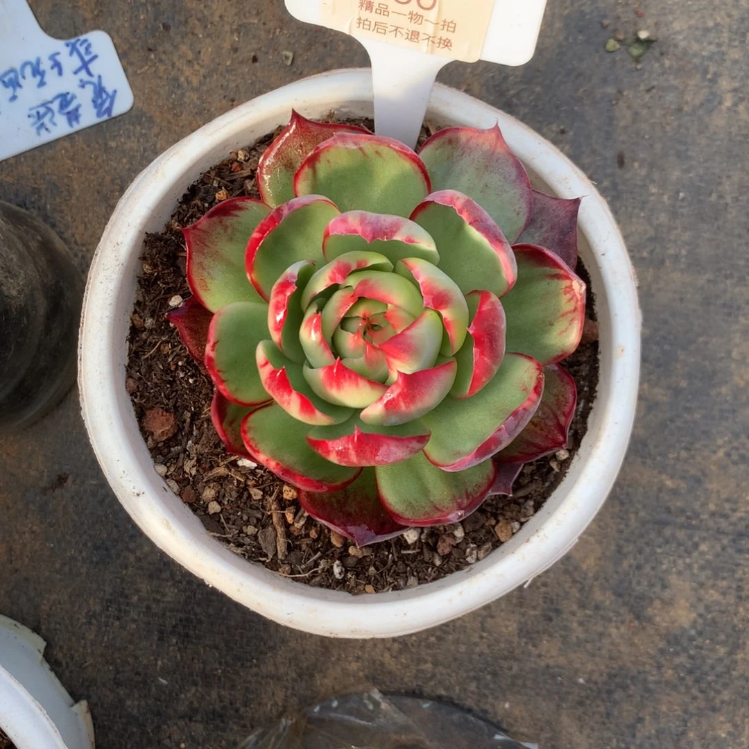 190号多肉植物惊鸿10