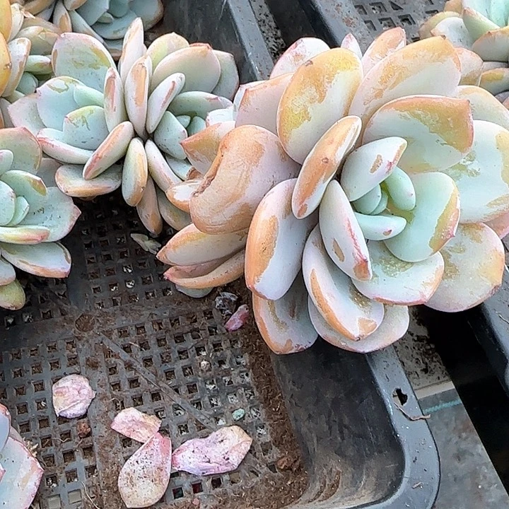 媛****肉青蛙王子儿童牙膏11