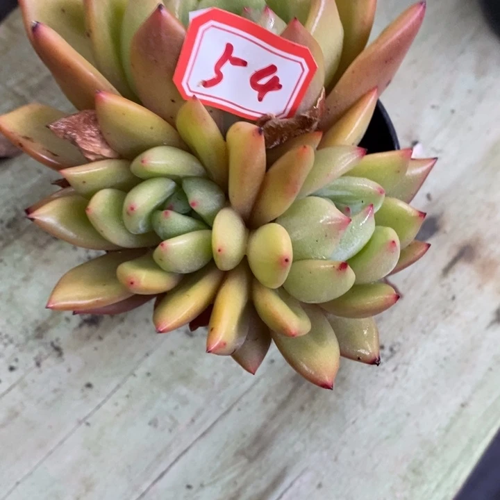 野*一物一拍香槟多肉54