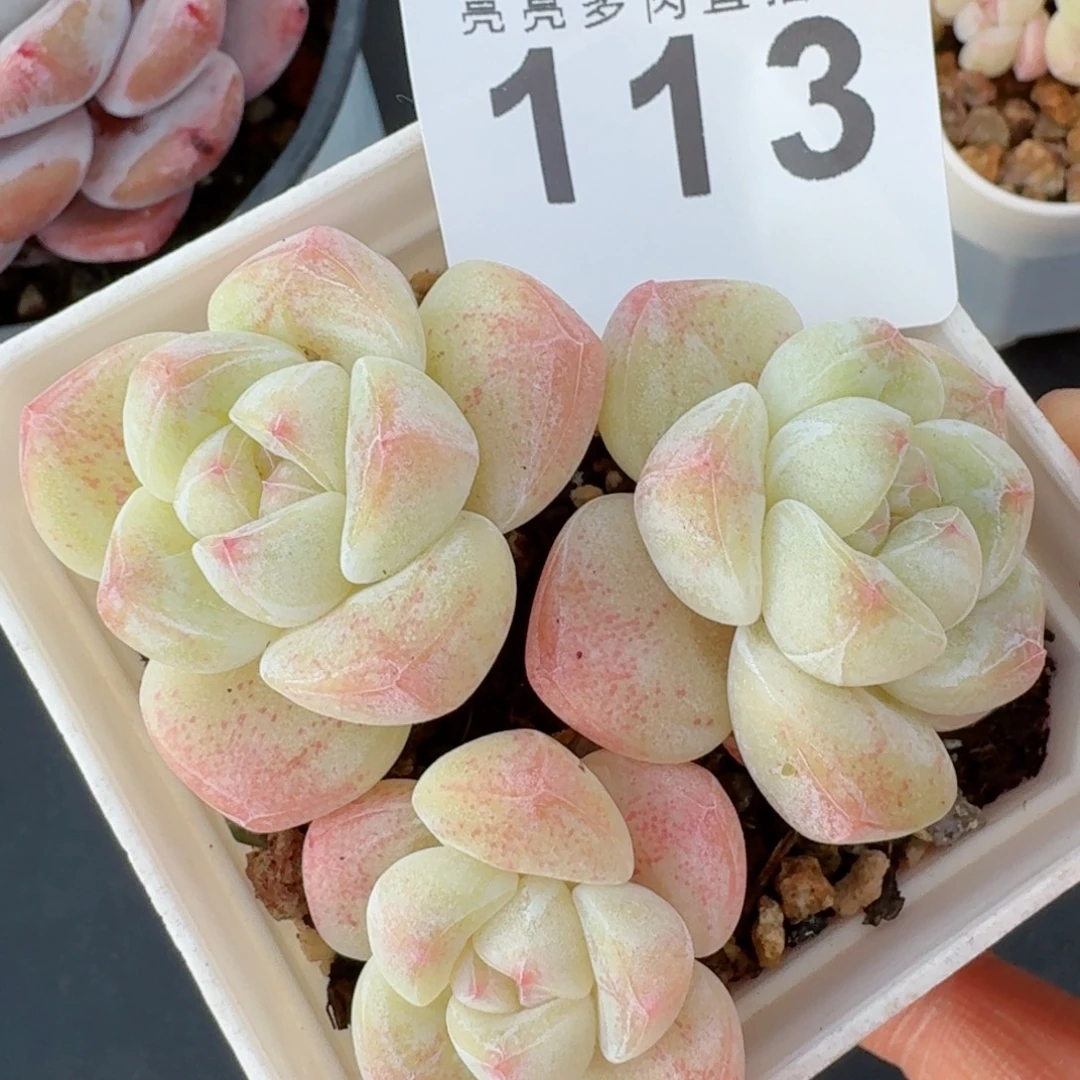 樱花冰玉      愿你一路坦途，乘风破浪展宏图