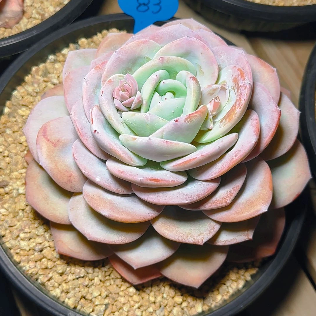 莲*大单头奶茶83号一物一拍