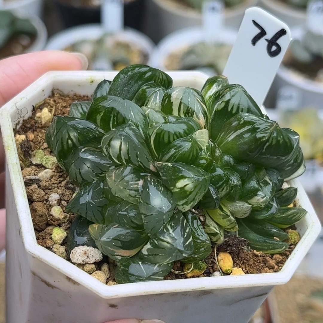 76群生北极之光玉露锦福利专场