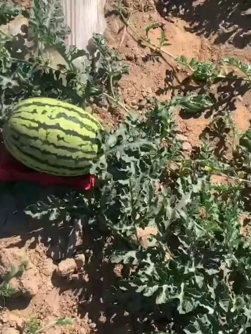 哈密瓜托种植垫塑料抗压加厚型香瓜甜瓜小西瓜农用款工厂直销吸塑