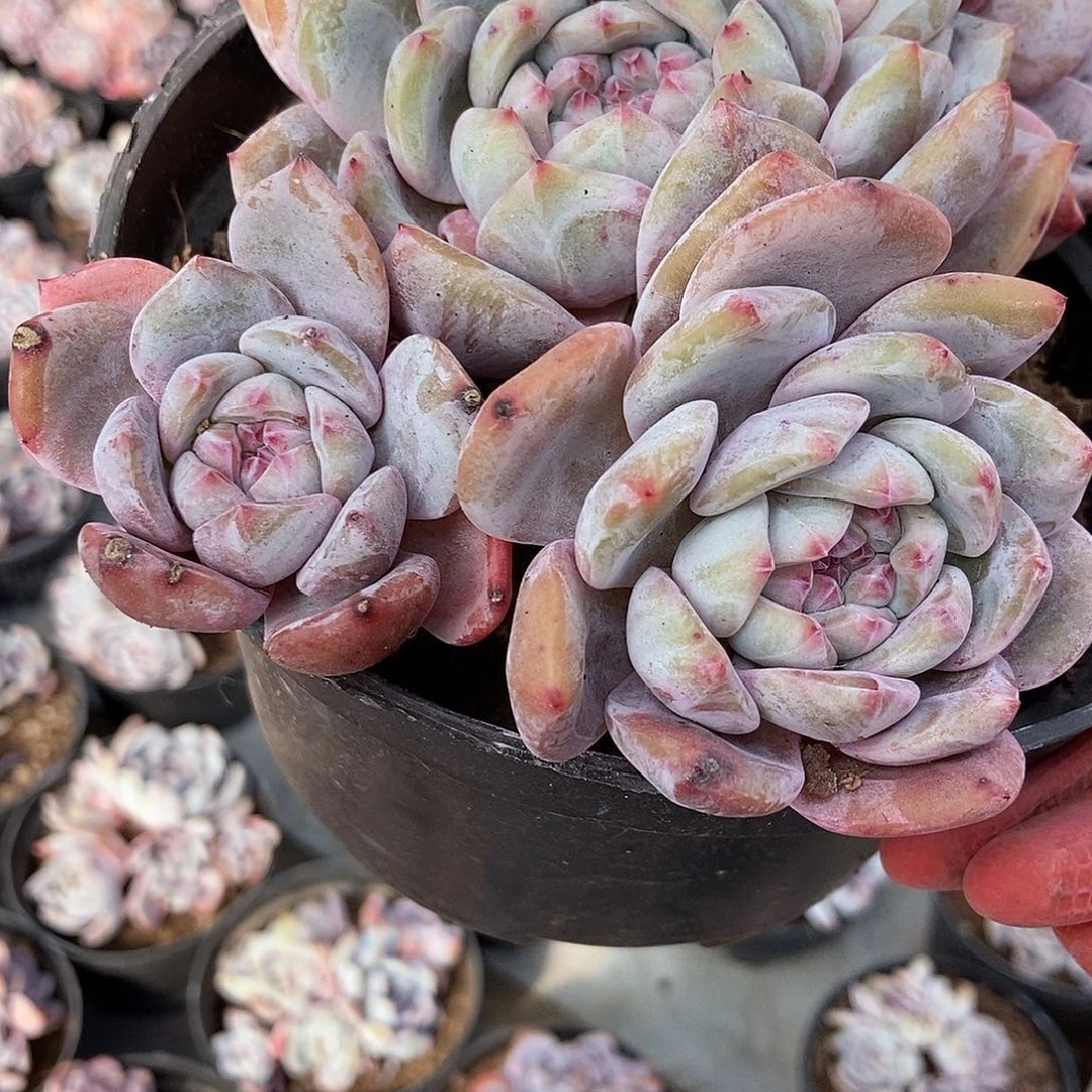 突尼斯石榴籽2号随机