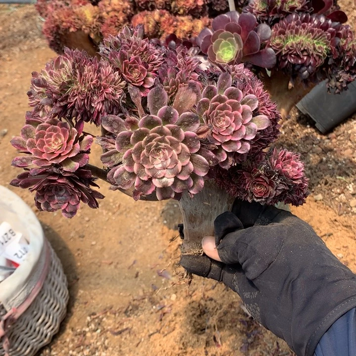 菁水墨画朵朵脱土不带盆