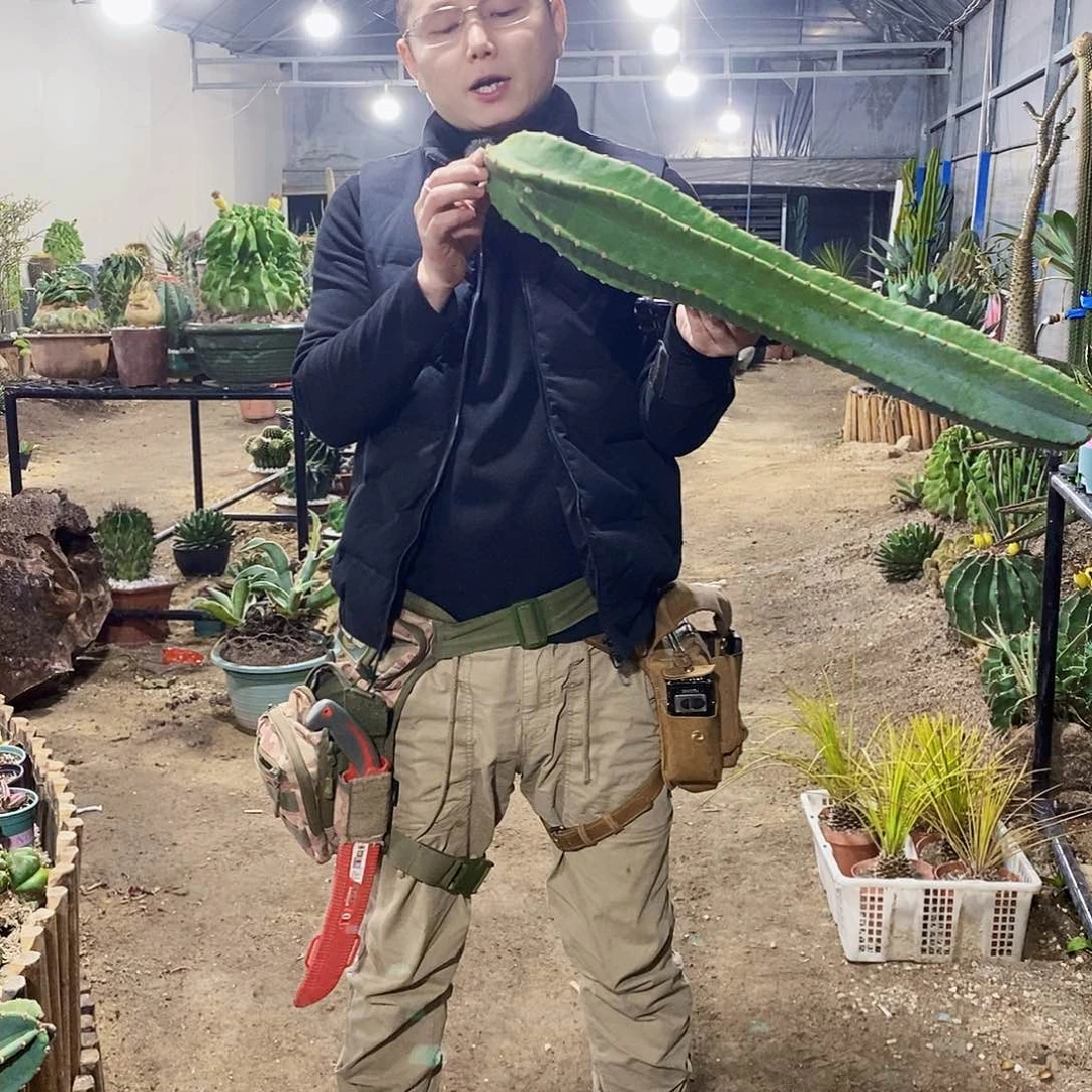 量天尺高度60厘米左右无根