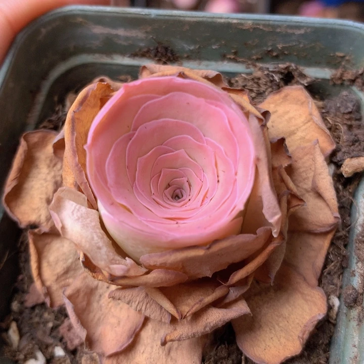 一物一拍毛绒灵泽小精品833