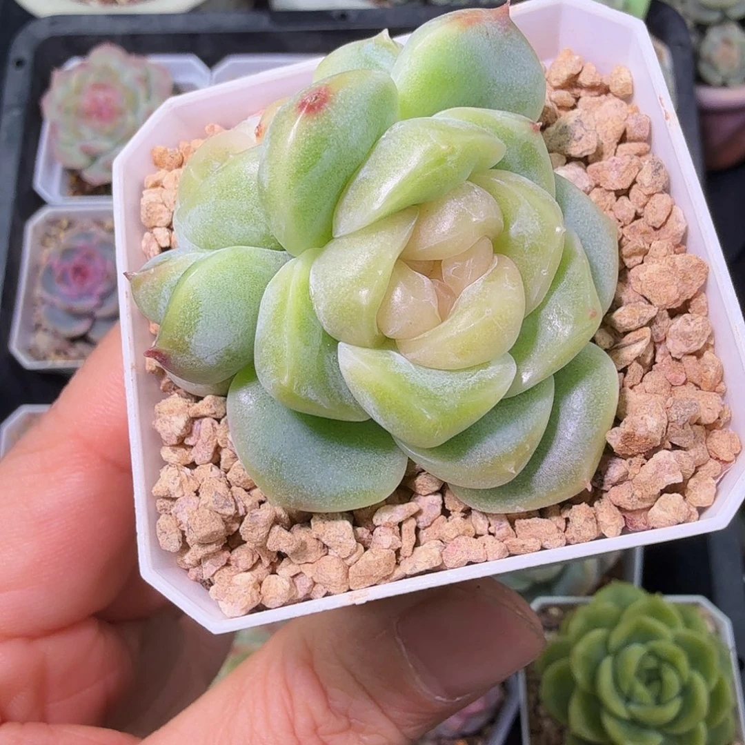 良辰多肉植物三头