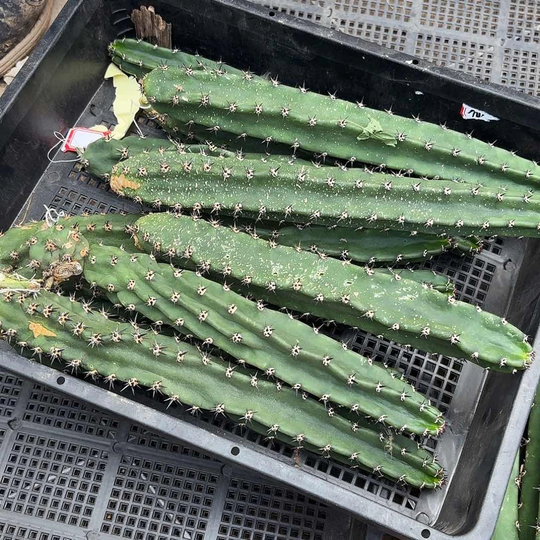1号筐侧牙20包邮000
