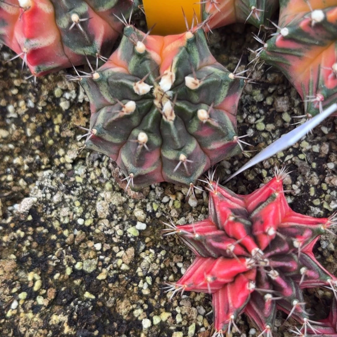 159-1211泰国发货多肉