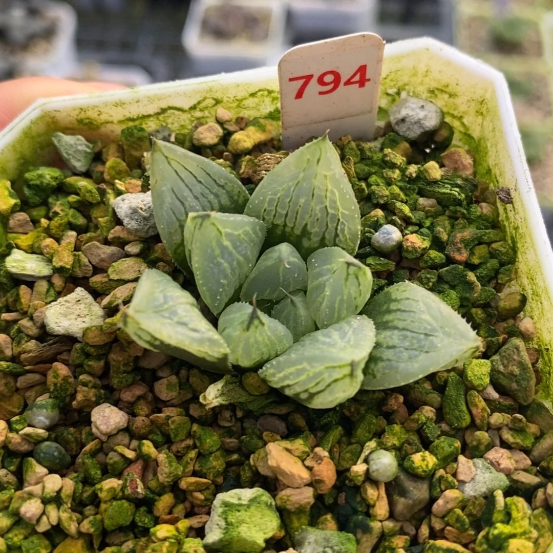 794冰琪淋十二卷多肉植物