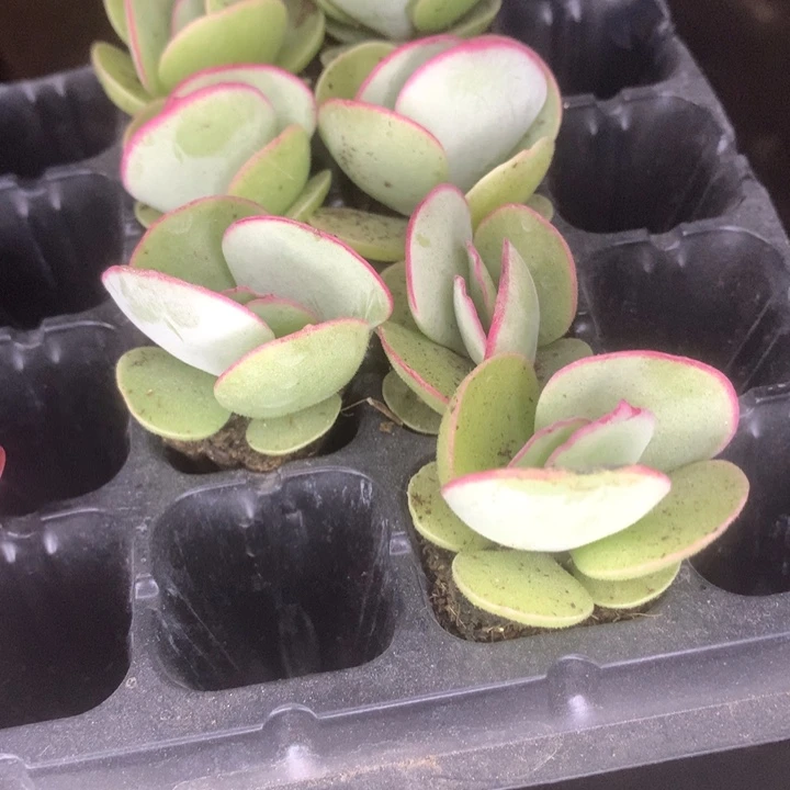 白眉10颗。包邮。多肉