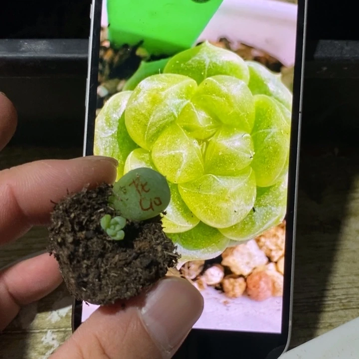 穴盘花财富10芽苗一个