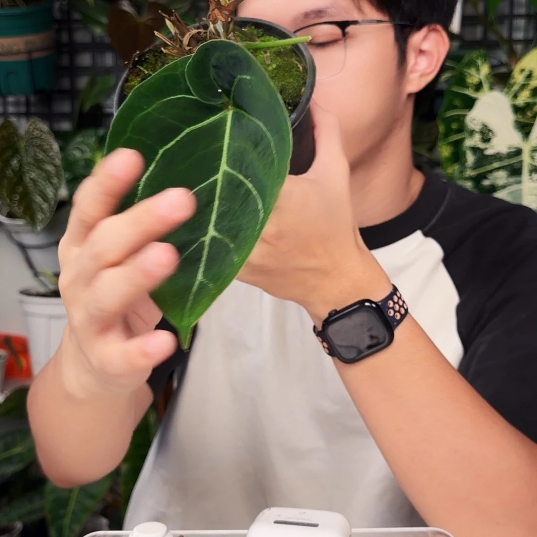 不开花植物Q122 粉脉撕裂