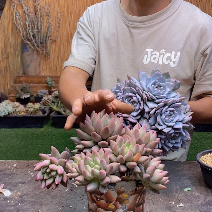 小***七350号金鱼姬多肉植物