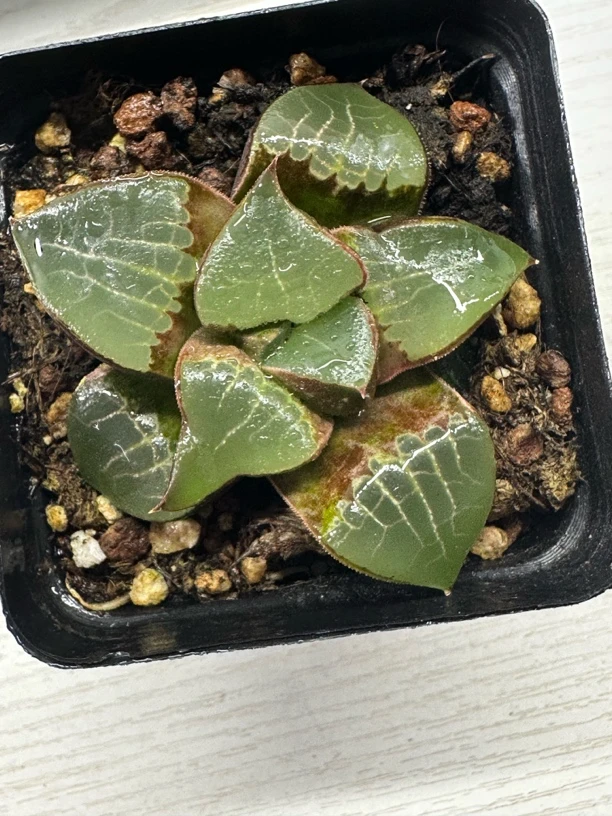 【龙喜寿】十二卷多肉植物【满16包邮】