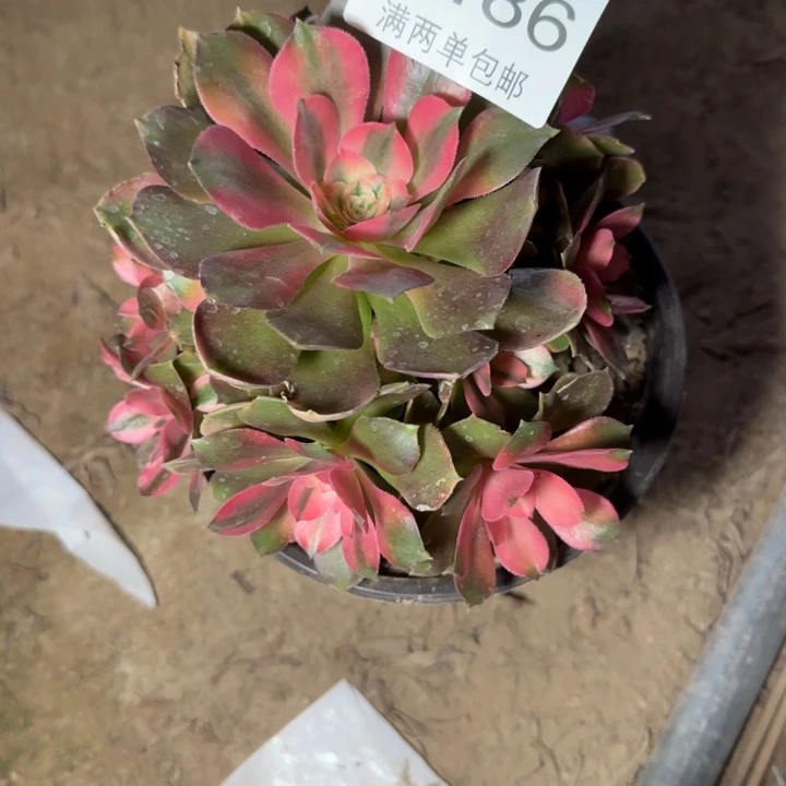 7486香妃多肉植物