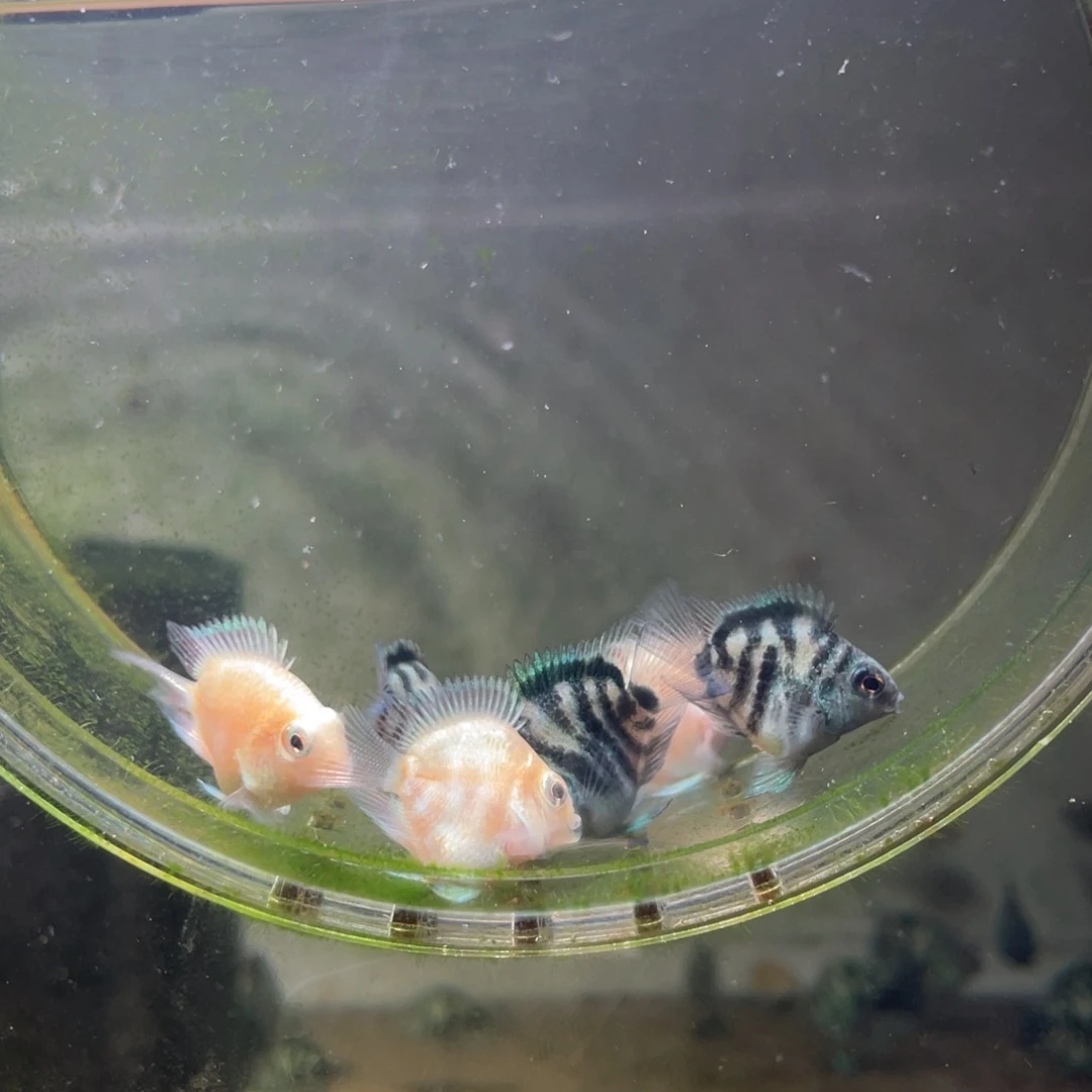 鹦鹉鱼桃心白金宝蓝亚成6条