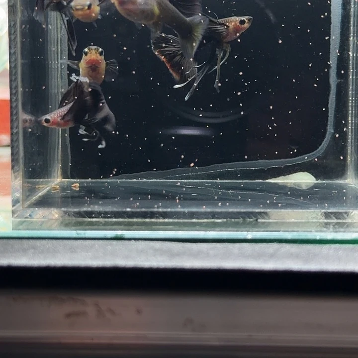 孔雀鱼练手鱼7条孔雀鱼