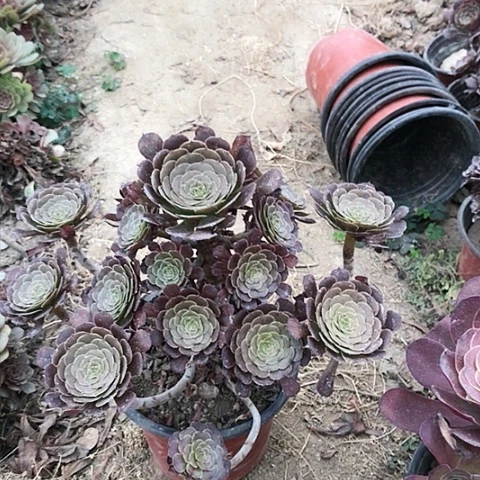梦*萝莉法师多肉植物20