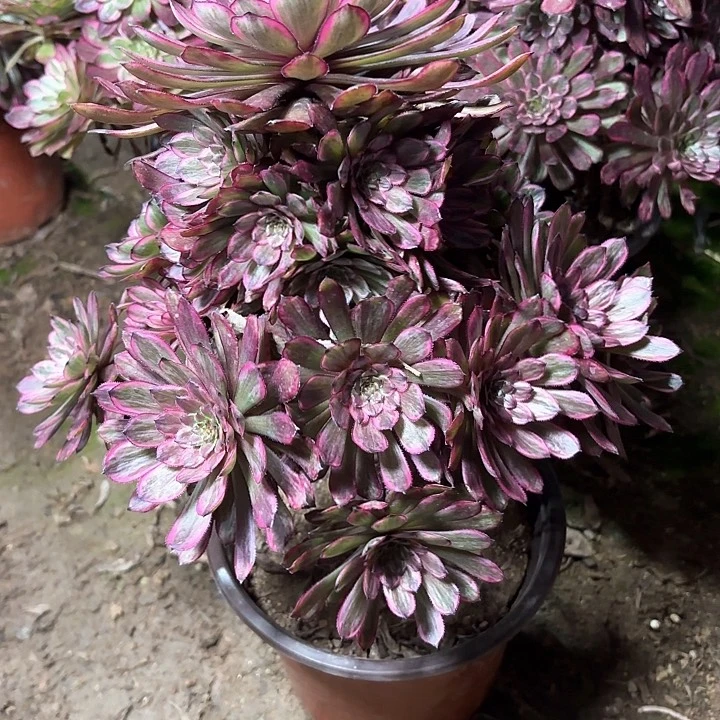 多肉植物法师紫霞仙子9