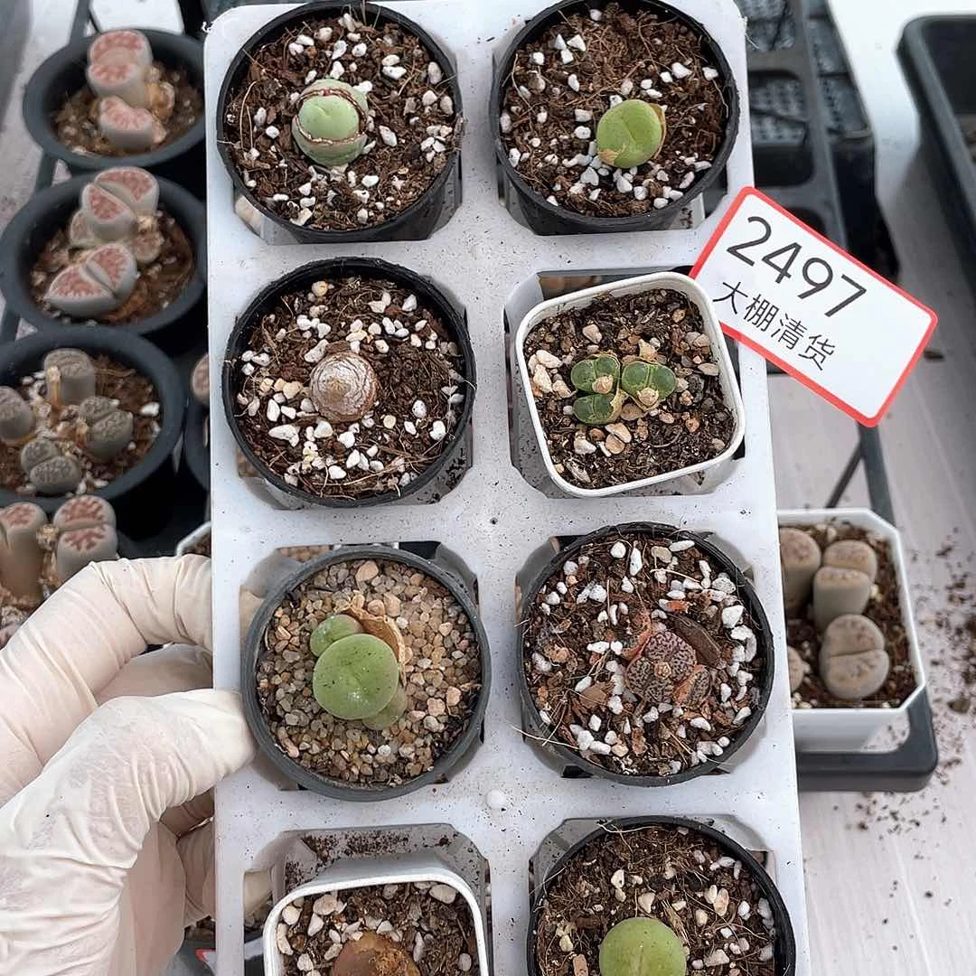 2497大棚清仓甩卖了