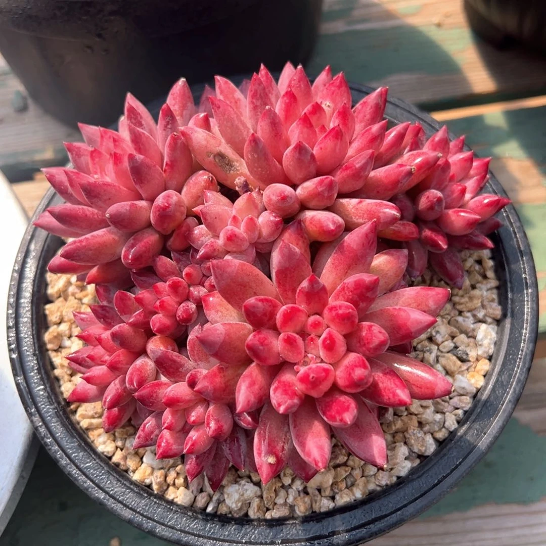 虞美人全状态多肉植物