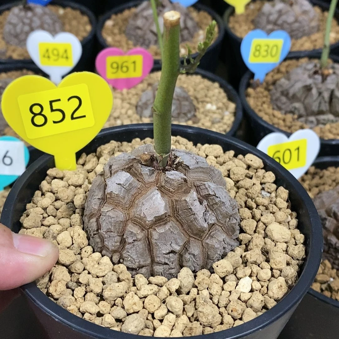 南非龟甲龙龟甲龙