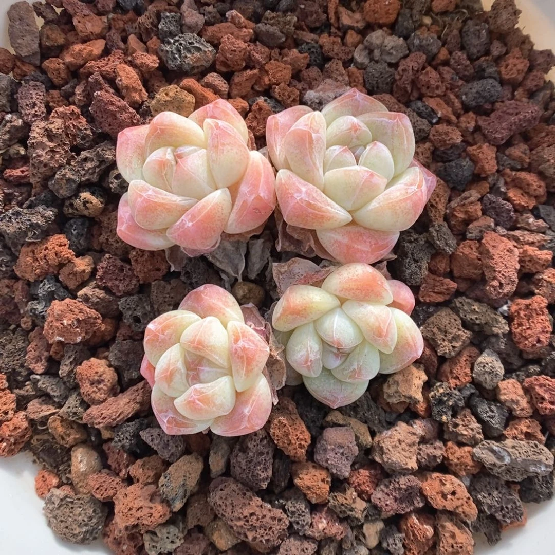 *****冰玉老桩760号。