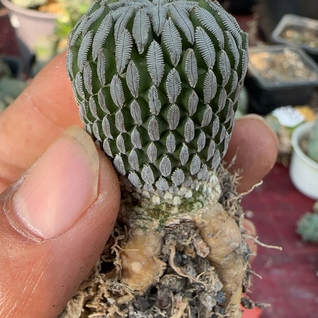 无花朵自根3年精巧丸222