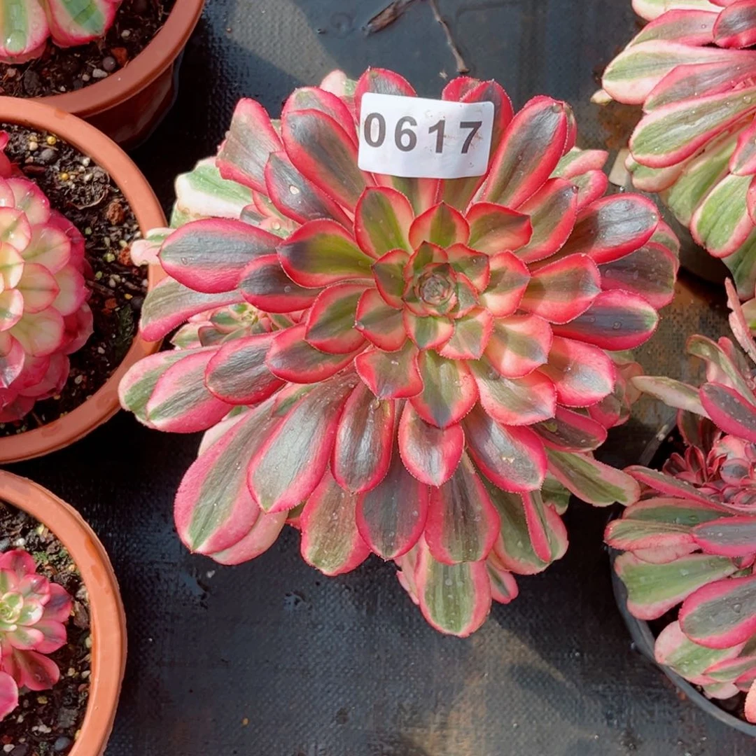 冰***?寄养不退初恋多肉