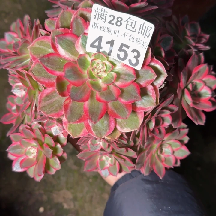 4153云和多肉植物