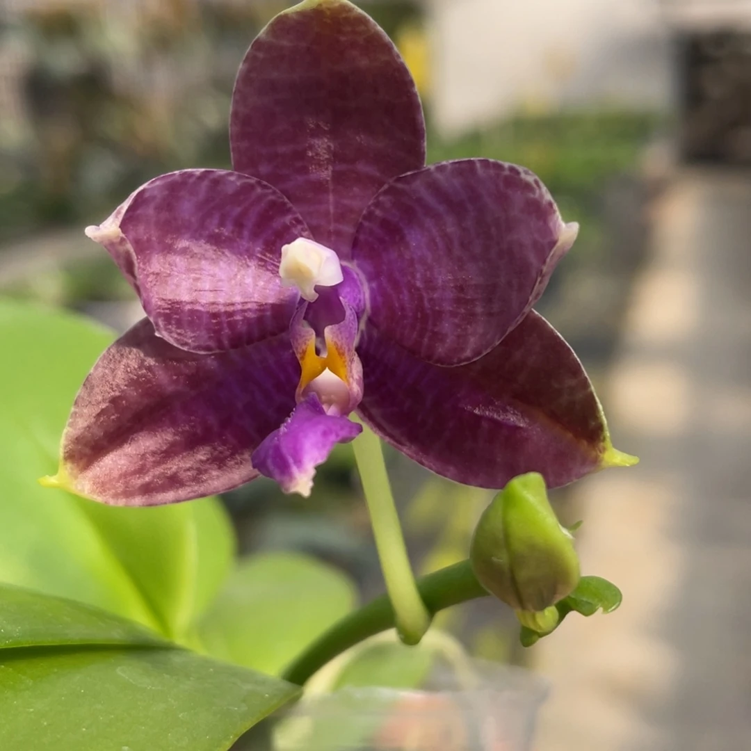 大部分开放少量花苞WJ P21，珍妮佛交蓝路帝交弥陀白虎