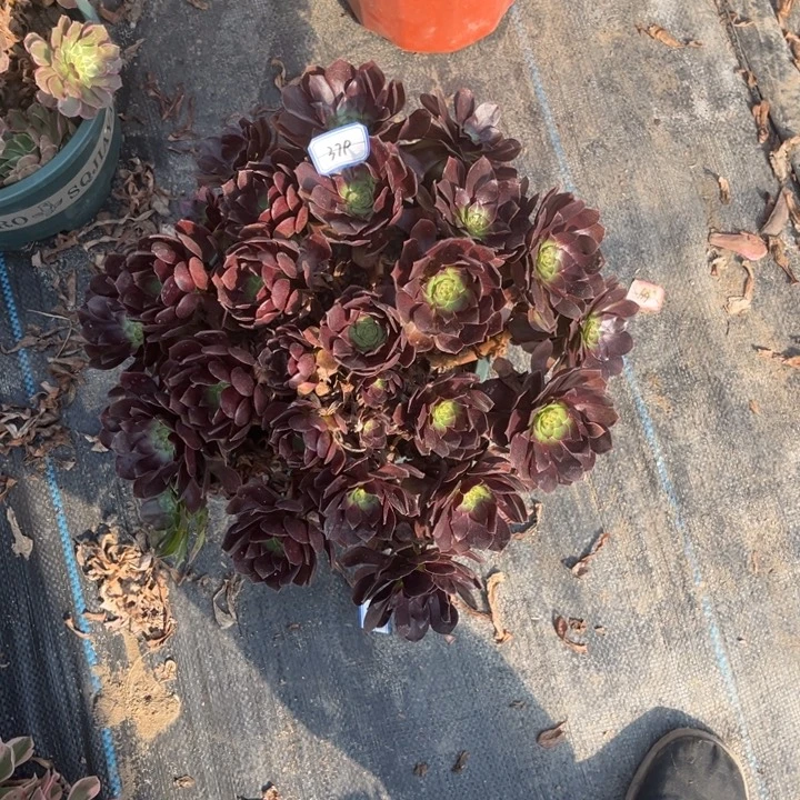 379多少植物法师老庄