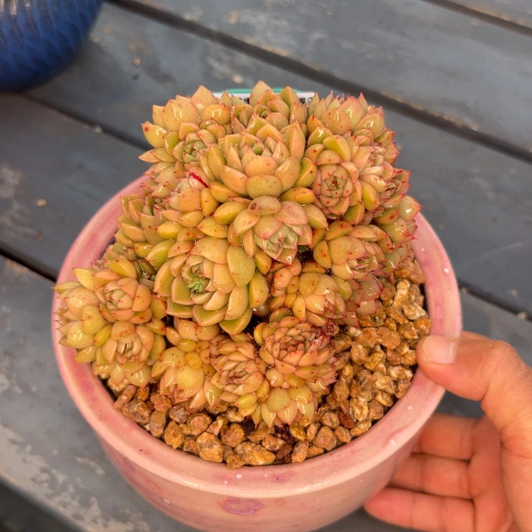 多肉一物一拍0217-86