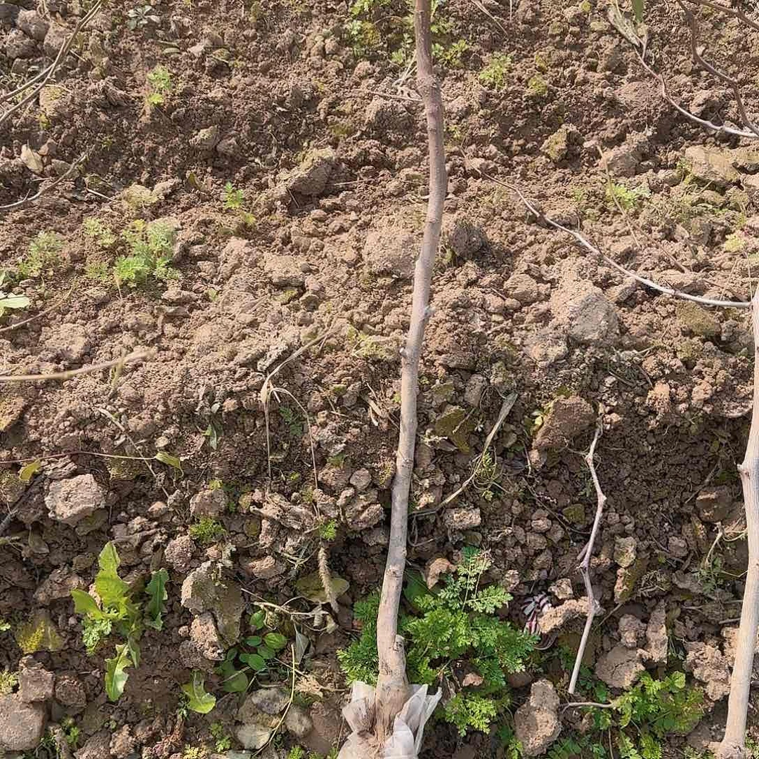 完全开放我的小可爱们都好可爱